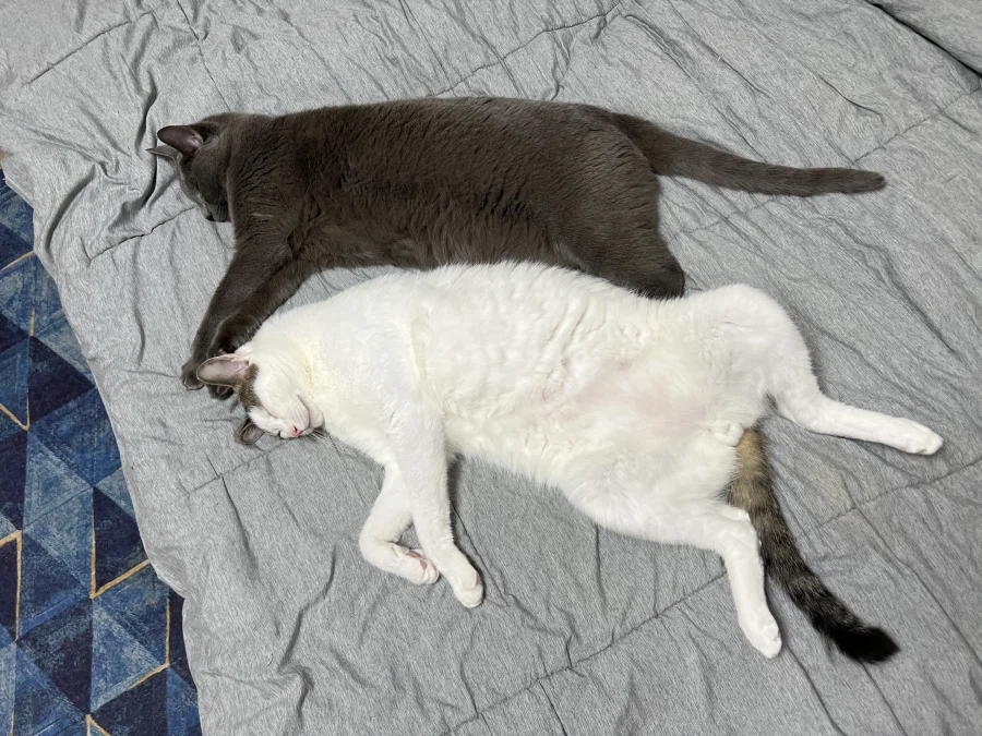 우리집 고양이들 근황