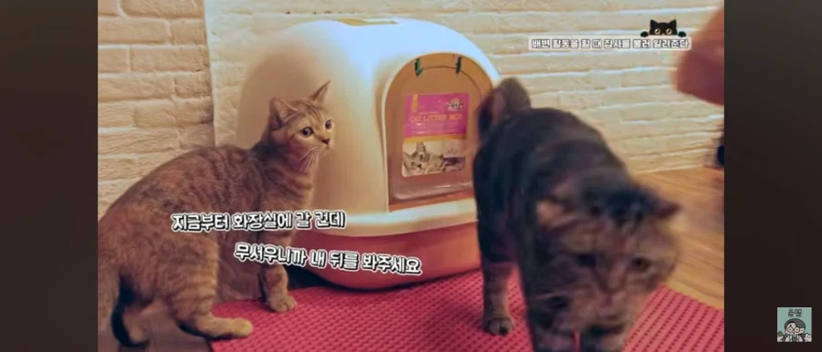 고양이가 집사를 