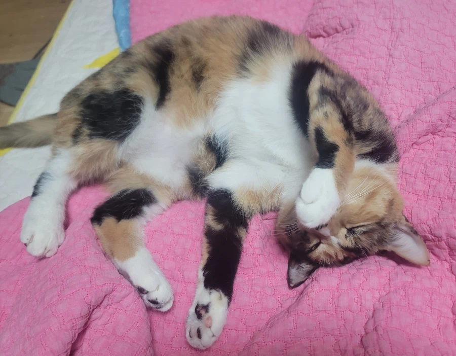 유게에서...내가 제일...라면을 잘 끓인다..._4.webp