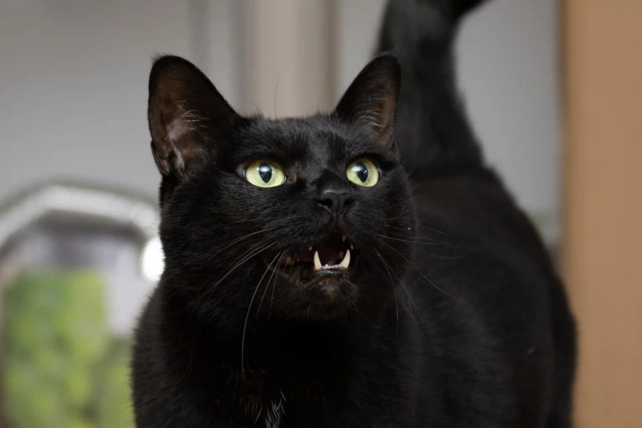 인기없는 검은 고양이_6.webp