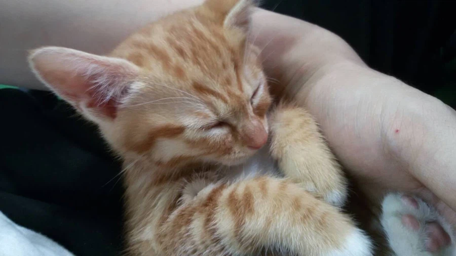 가족 허락받고 고양이/강아지 데려오라는 얘기를 많이 들어봤을텐데_2.webp