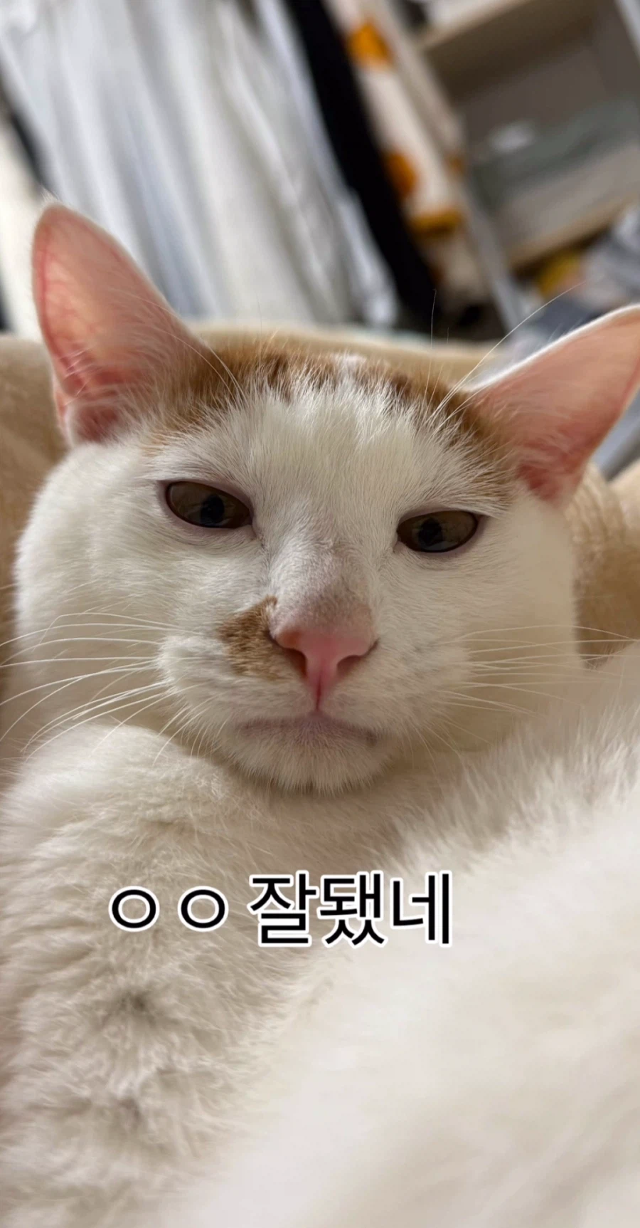 눈을 기증 받게된 애꾸 동생.jpg_2.webp