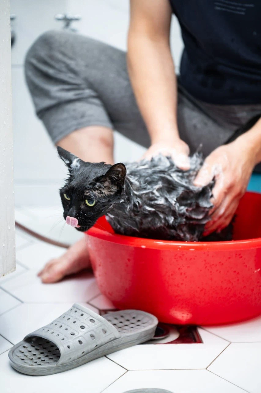 똥괭아 너 인물났다 어디 가지마라!_14.webp