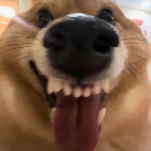 유게이들 진짜 40대임?