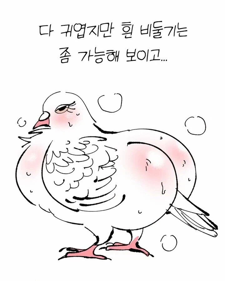 비둘기가 귀여운 만화_6.webp