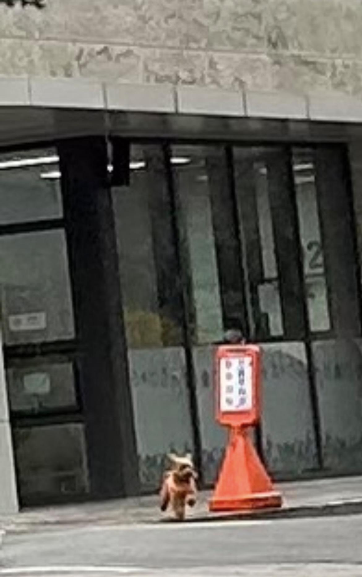 강아지를 찾습니다 은평구 응암동 홍제동 인근추정 복동이를 찾아요