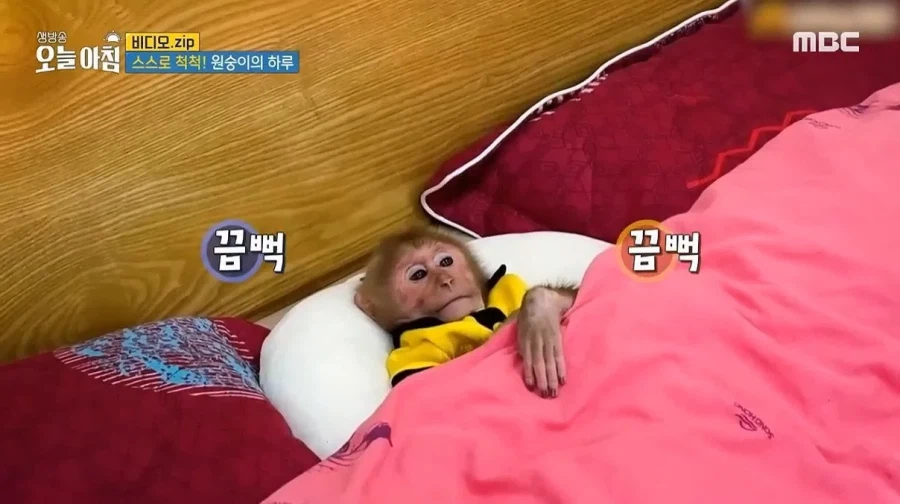 상위 1% 원숭이_2.webp