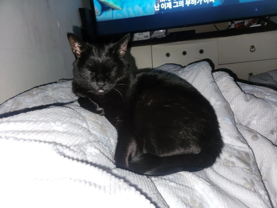 인기없는 검은 고양이_8.webp