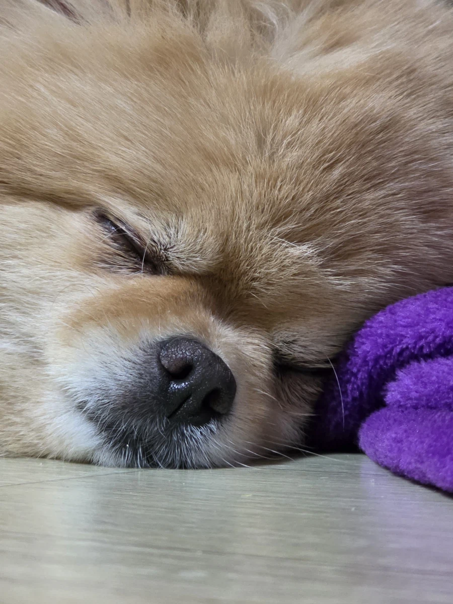 아 진짜 명절 개 힘들다_3.webp