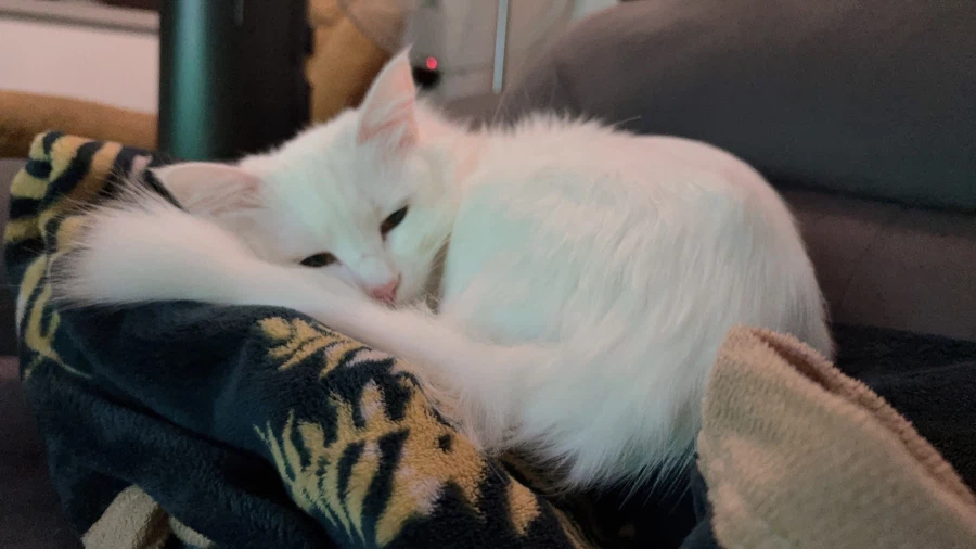 현시각 우리집 고양이 근황_8.webp