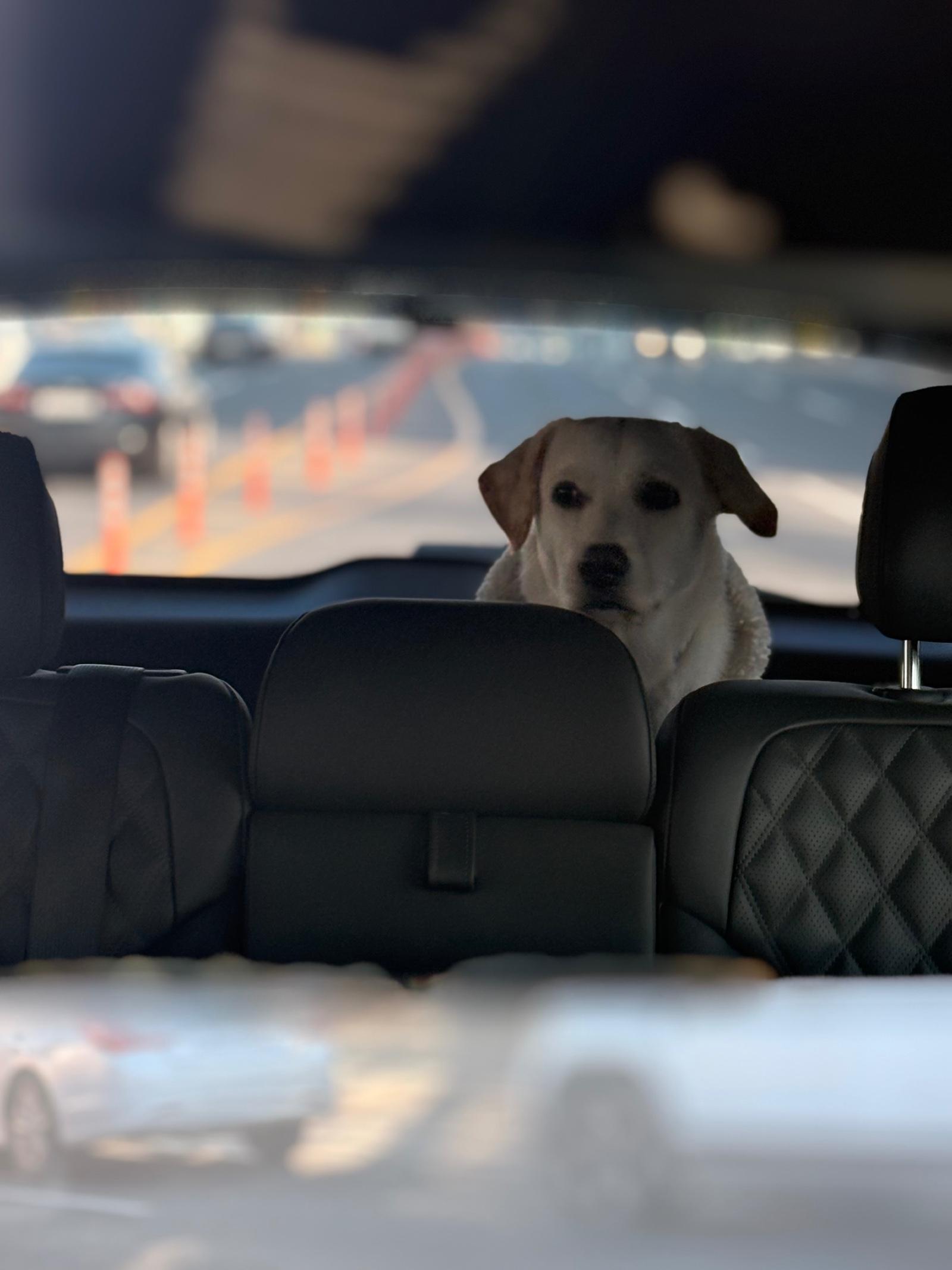 강아지 키우니 강제로 부지런해지네요 리트리버