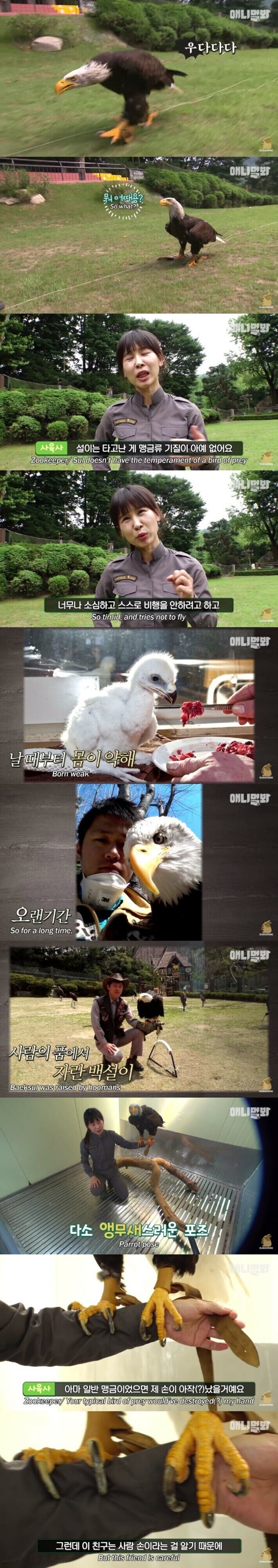 미국인들에게 인기가 많다는 동물농장 에피소드_2.jpg