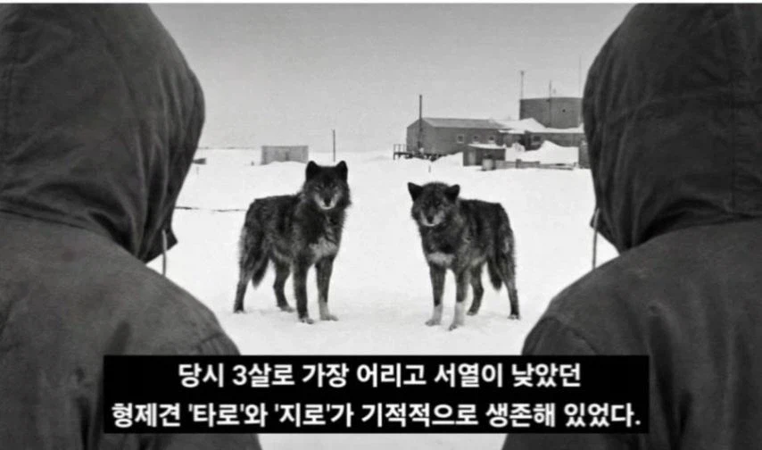 일본이 남극에 버리고간 15마리의 개들_13.webp