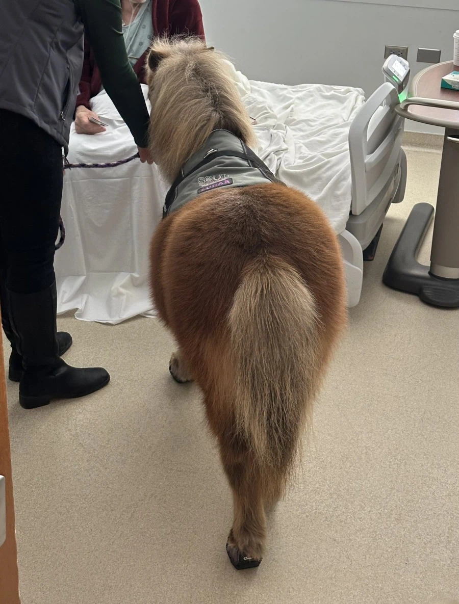 호스테라피 라고 말이 병원에 방문에 교감하는게 있는데..._2.webp