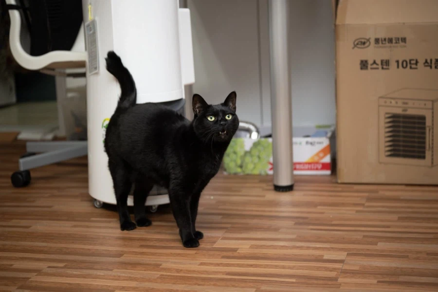 인기없는 검은 고양이_4.webp