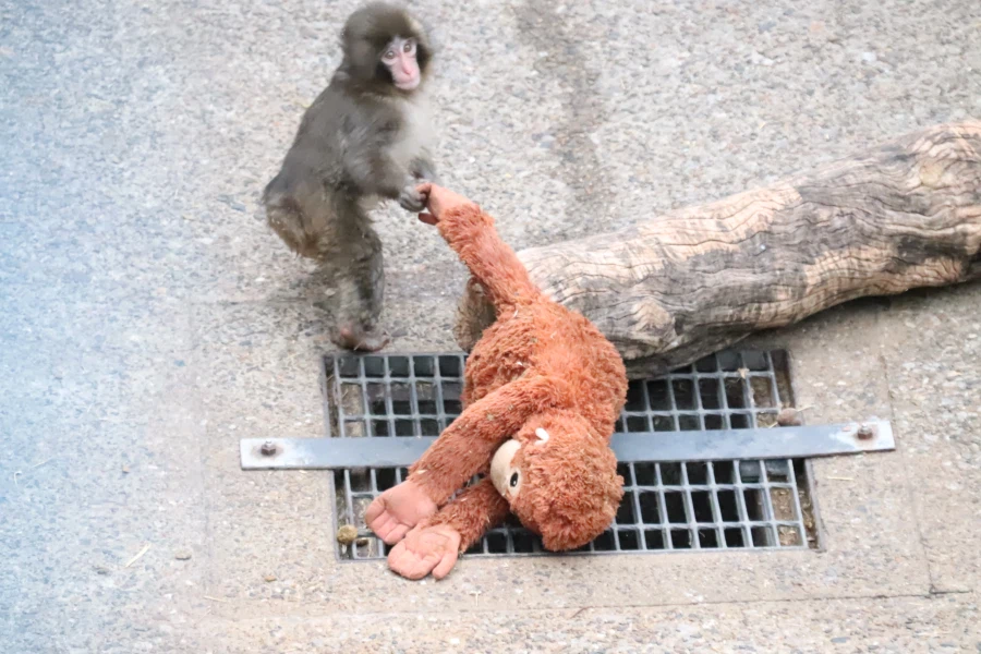 현재 일본 동물원에서 최고 흥행 중인 새끼 원숭이