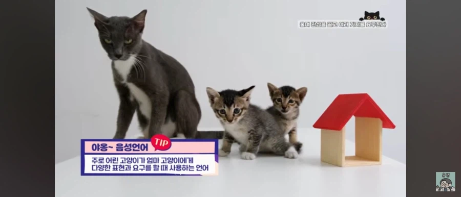 고양이가 집사를 