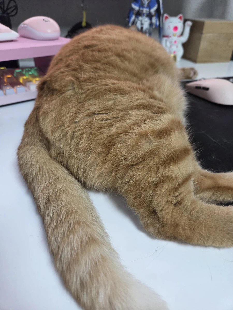 고양이 괴롭히는중