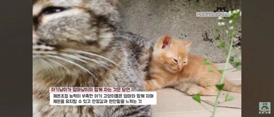 고양이가 집사를 