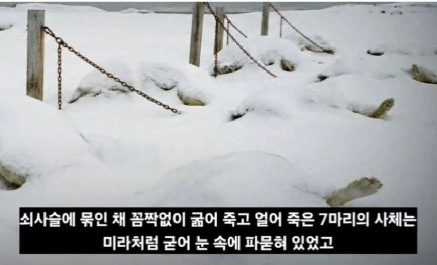 일본이 남극에 버리고간 15마리의 개들_10.webp