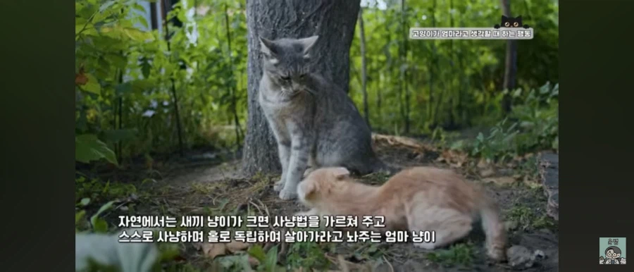 고양이가 집사를 