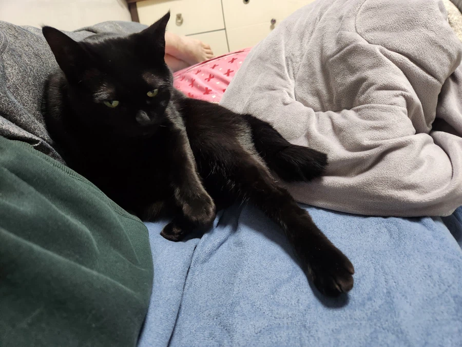 인기없는 검은 고양이_2.webp