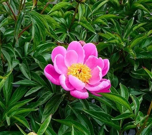 대 흡혈 모기용 바이오 웨폰_6.webp