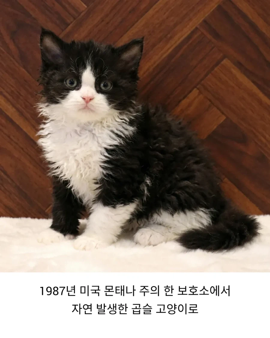태어날 때부터 곱슬인 고양이..._2.webp