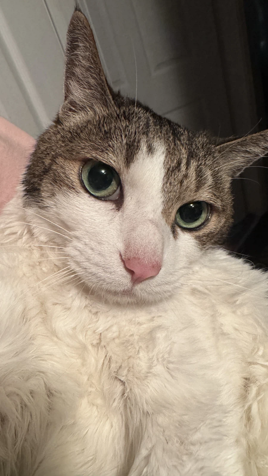 정말 급해서 그러는데 고양이 돌봄및 이동시켜주실분/울산 ㅠㅠ_2.webp