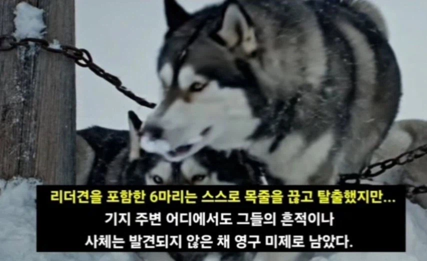 일본이 남극에 버리고간 15마리의 개들_11.webp