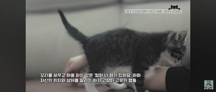 고양이가 집사를 