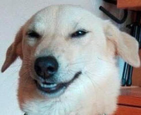 한때똥개였습니다