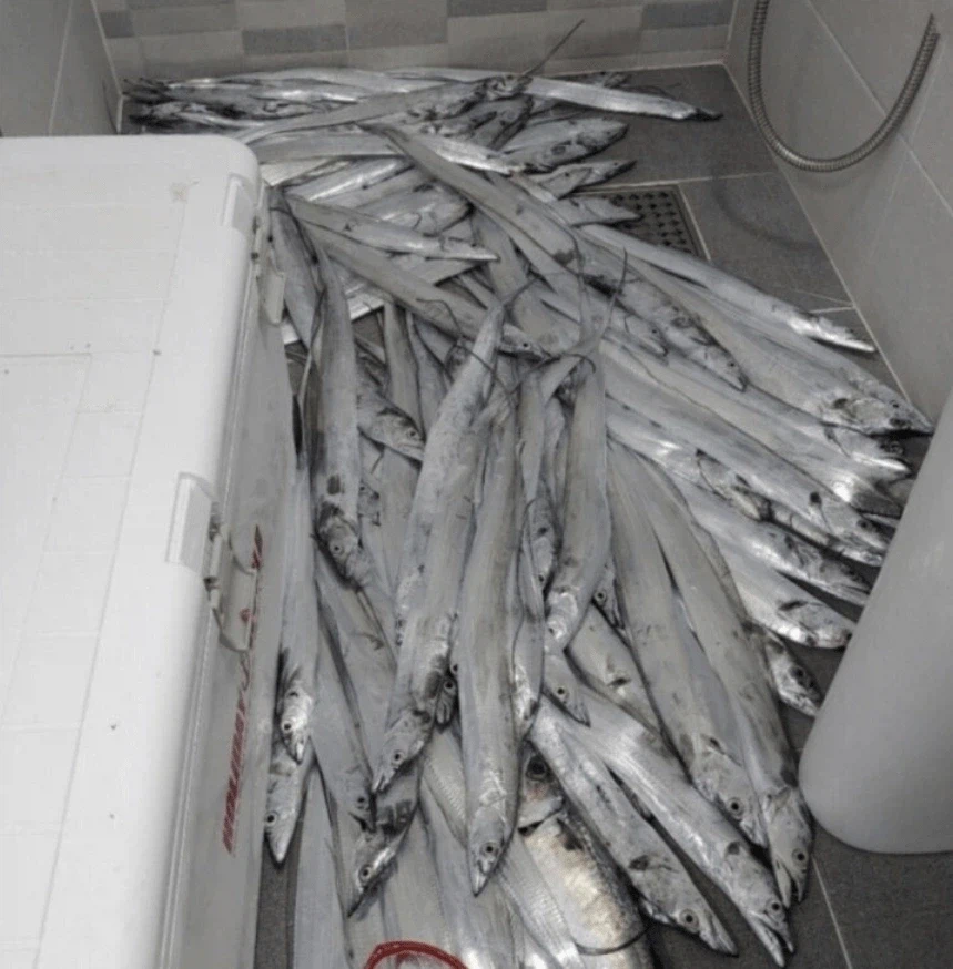 아내가 갈치 먹고 싶다 해서 갖다 줬더니 못 살겠단 소리 들었다는 남편의 사연_3.webp