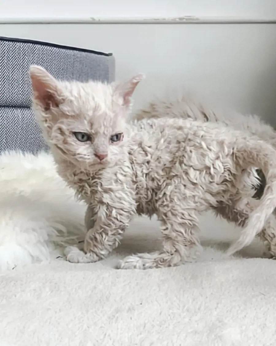 태어날 때부터 곱슬인 고양이..._5.webp