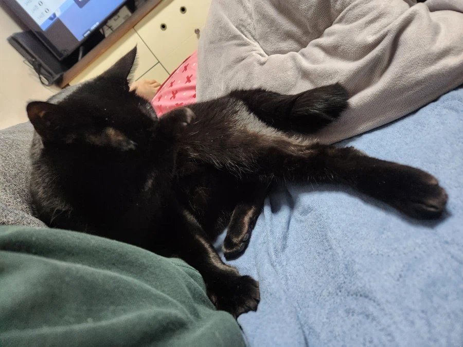 인기없는 검은 고양이_3.webp