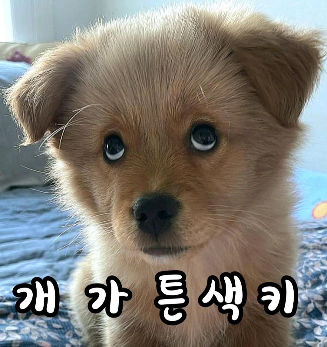 개고기 빨리 뒈지십쇼