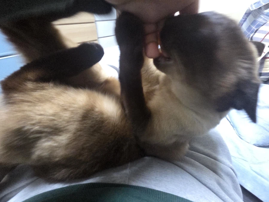 퇴근한 집사 무릎 위에서 노는 샴고양이