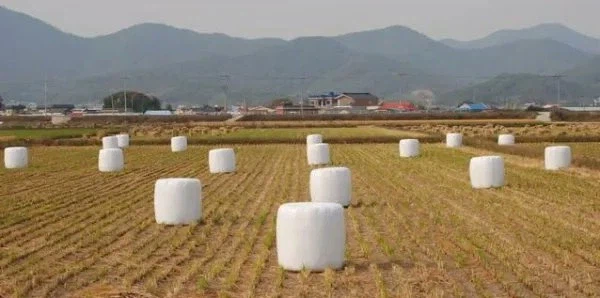 두쫀쿠 이제 끝물인가 보네_1.webp