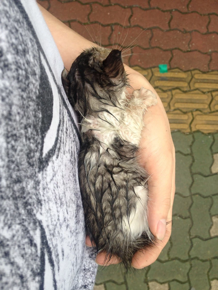 정말 급해서 그러는데 고양이 돌봄및 이동시켜주실분/울산 ㅠㅠ_3.webp