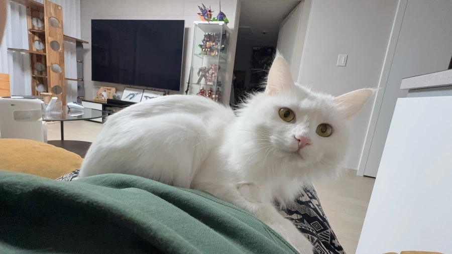 현시각 우리집 고양이 근황