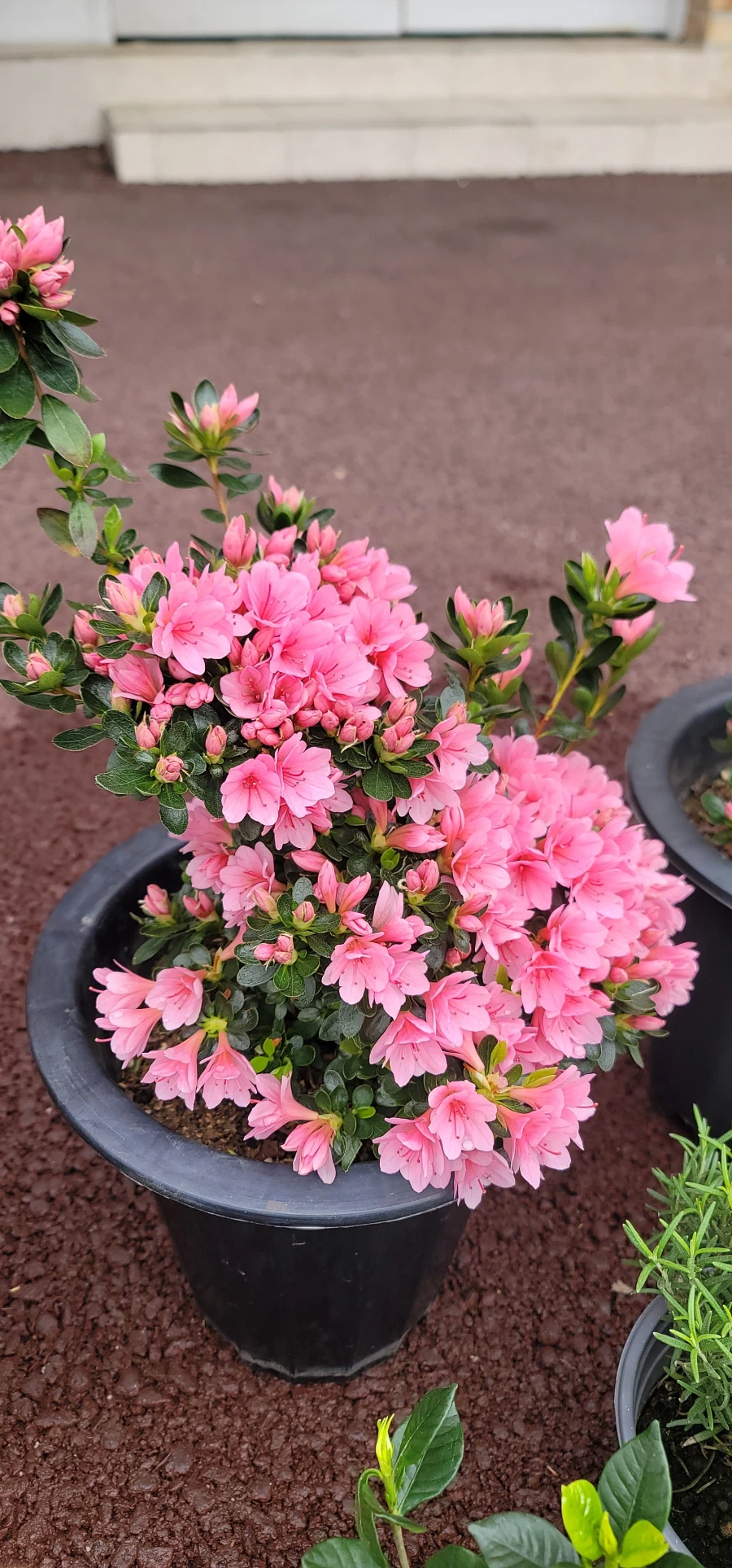 이식물 이름이 뭐예요