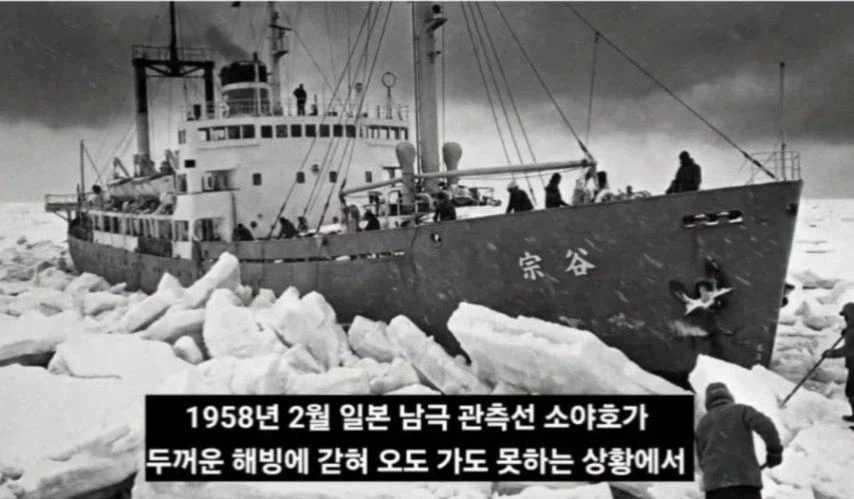 일본이 남극에 버리고간 15마리의 개들_2.webp