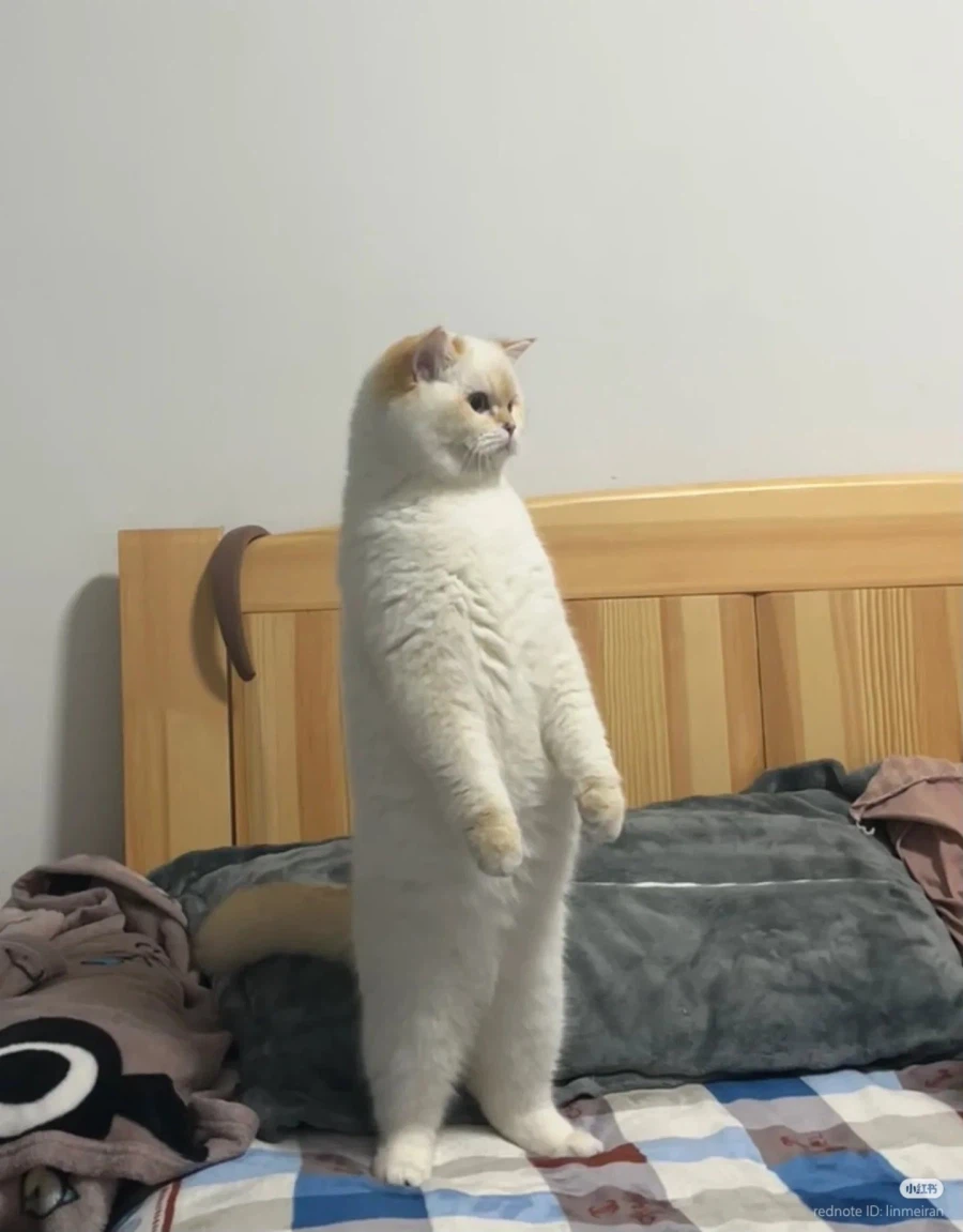 거의 하얀 고양이 대지에 우뚝 서다 🐈