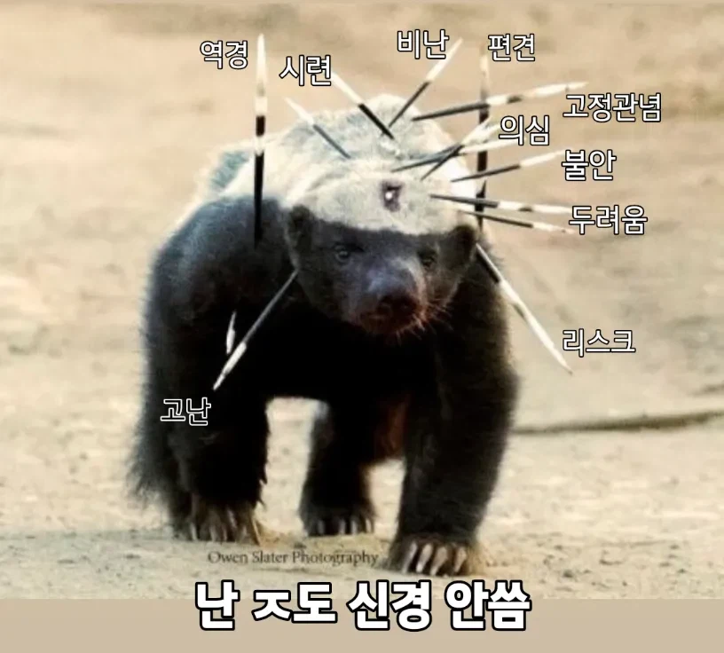 롤) 이게 벌꿀오소리의 싸움법이다