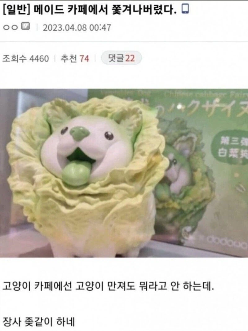 "고양이 카페에선 고양이 만져도 뭐라 안하던데"