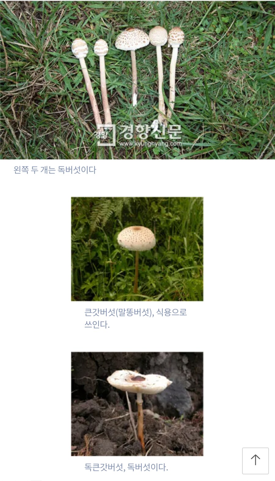 버섯을 함부로 채취해 먹으면 안 되는 이유