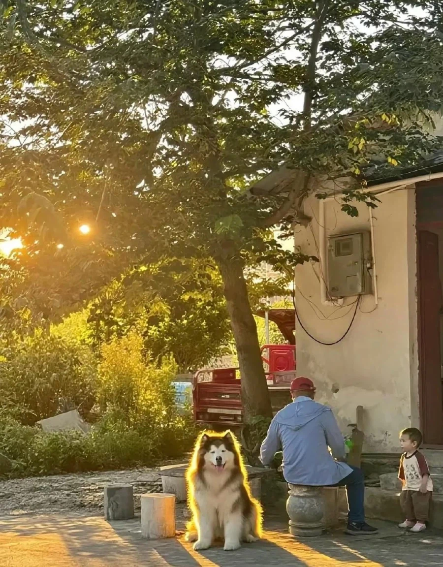시골에서 발견한 퀘스트 주는 강아지