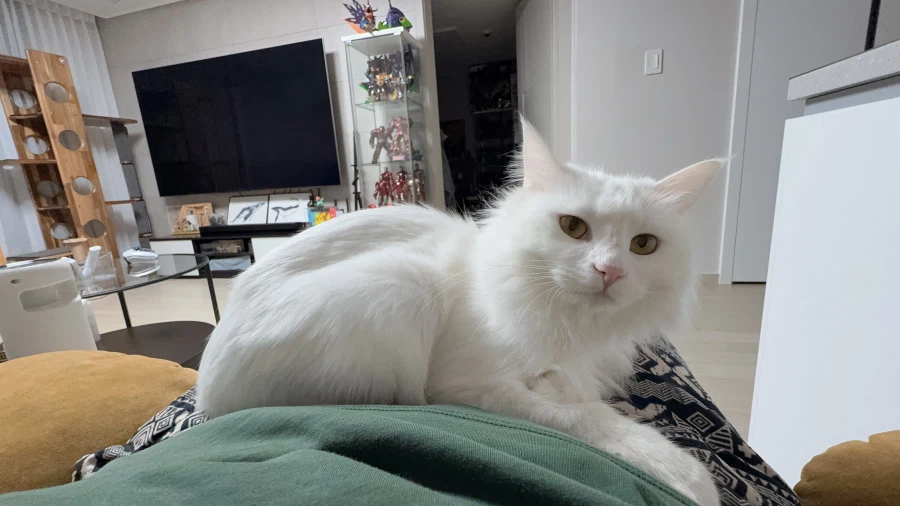 현시각 우리집 고양이 근황_2.webp