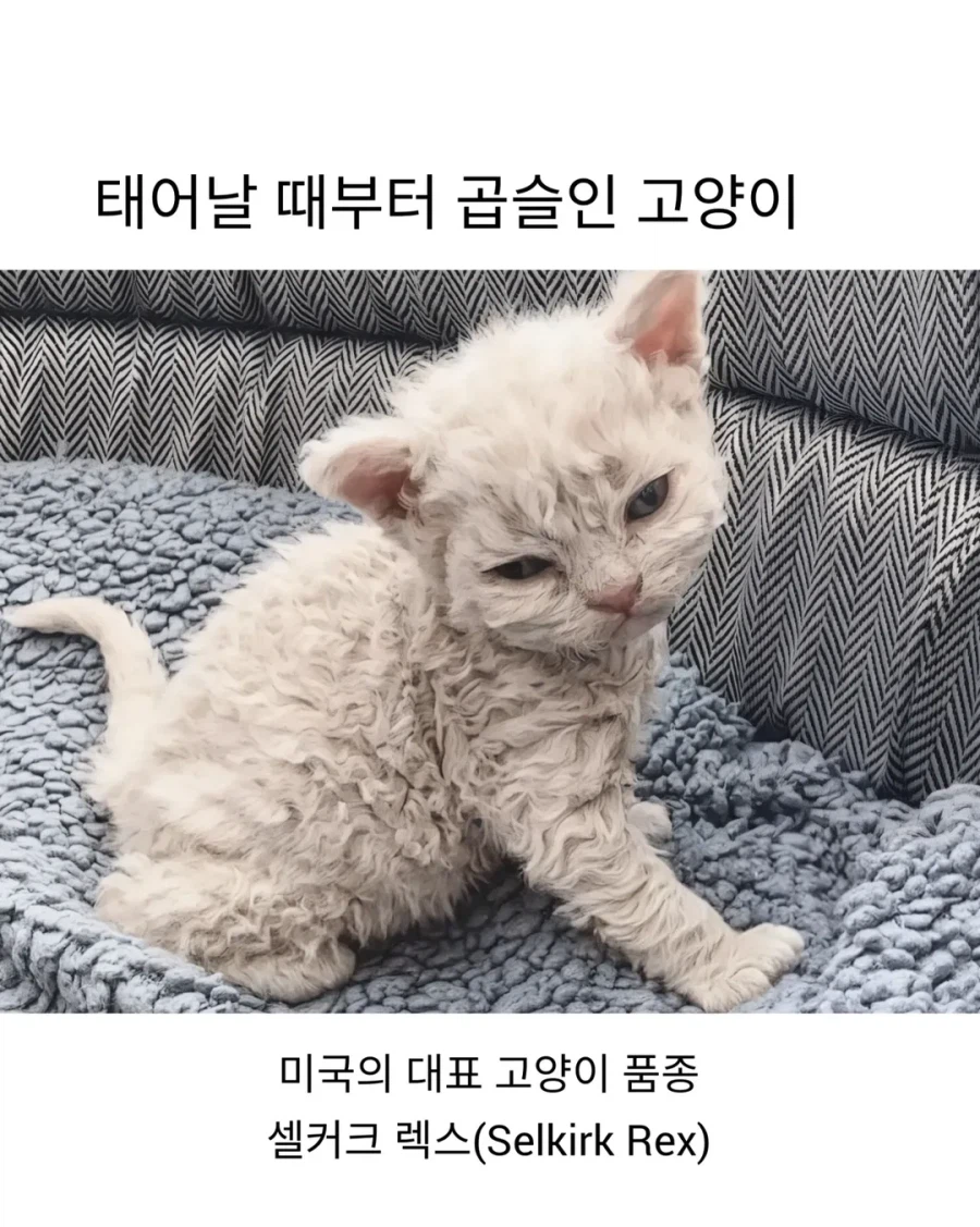 태어날 때부터 곱슬인 고양이..._1.webp