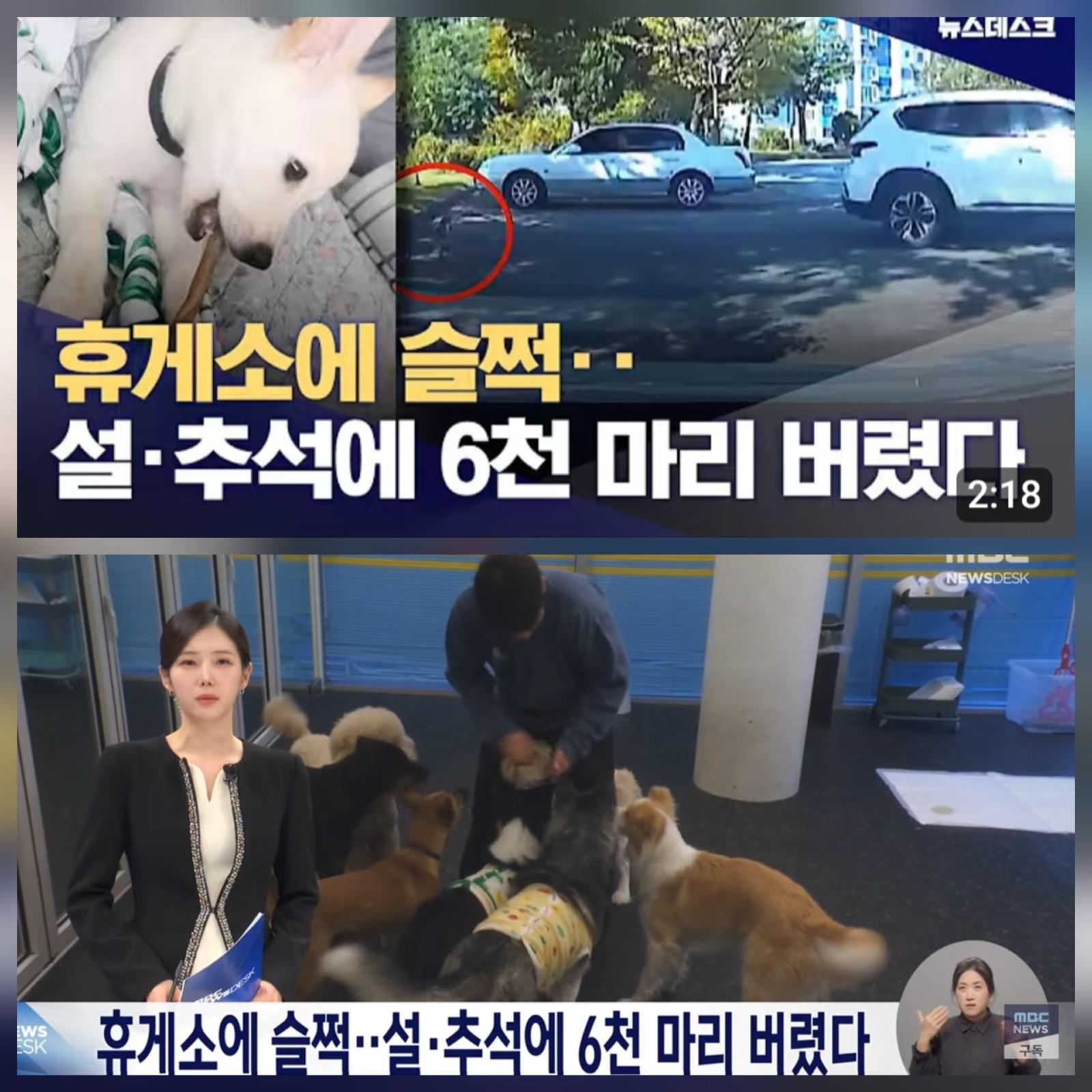 명절 연휴에 버려진 반려 동물 ㅎㄷㄷ